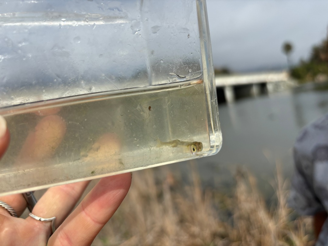 Get yourself a valentine that looks at you with eyes as big as this little goby's 😍 Tidewater gobies are endangered but 1 way to protect this sensitive species is to restore CA lagoons &amp; estuaries - which is exactly what your local RCD does! Learn more at topangalagoonrestoration.org