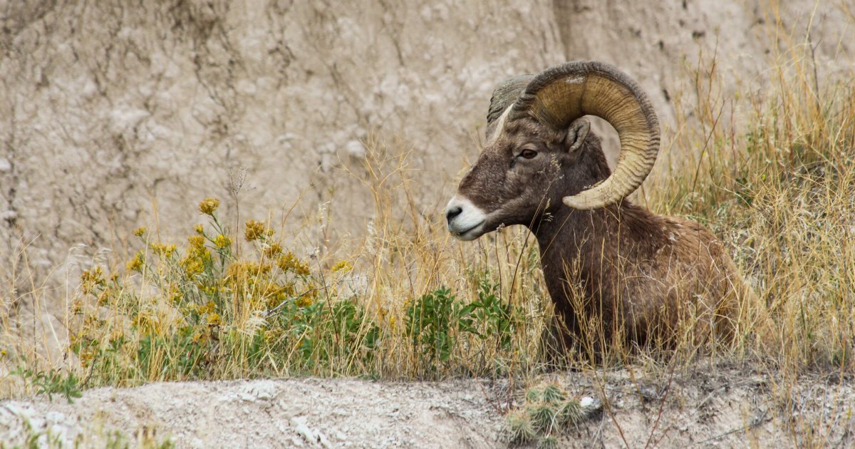 ArcGISOnline's tweet image. 🐑 From real-time data to real-time action: Discover how @NebraskaDOT is using #ArcGISVelocity, an extension for #ArcGISOnline, and @Vectronics animal collars to transform Bighorn Sheep conservation. Read the case study here: ow.ly/2Fep50UY1qc