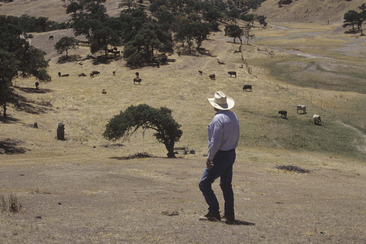 TNC launched a pilot project with an Entrepreneur in Residence to help protect iconic #grasslands. Discover how TNC engaged Celium Group to apply entrepreneurial methodologies and drive large-scale systems change for North America's grasslands! nature.ly/4hUAbgc