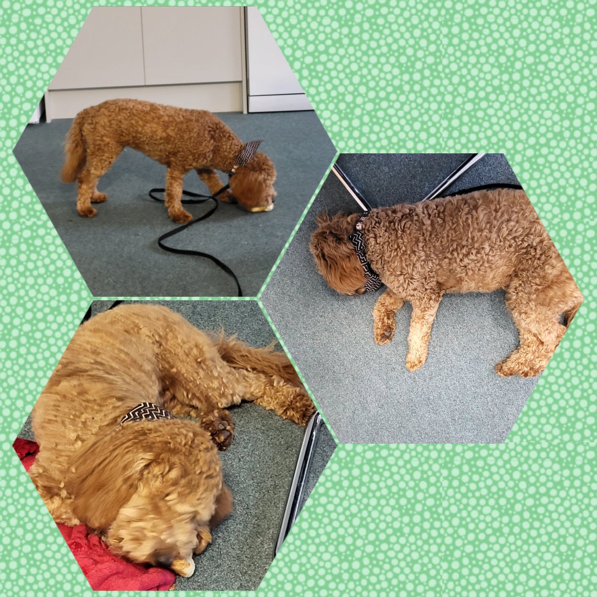 ToffeeTherapyDoginTraining (@toffeeelmtree) on Twitter photo It's hard work being a therapy dog in training. Spent the day chilling out at VPA with <a href="/JessHocknll/">Jessica Claire</a> and <a href="/MappHayley/">Hayley Mapp</a> Happy half term! <a href="/VicAcademies/">Victoria Academies Trust</a> It's hard work being a therapy dog in training. Spent the day chilling out at VPA with <a href="/JessHocknll/">Jessica Claire</a> and <a href="/MappHayley/">Hayley Mapp</a> Happy half term! <a href="/VicAcademies/">Victoria Academies Trust</a>
