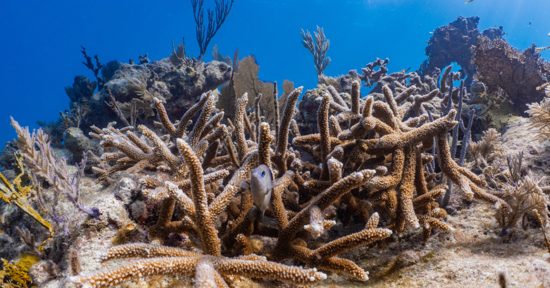 coralcrf's tweet photo. Our love for coral knows no bounds. 💙
We’re dedicated to restoring reefs every day because they give so much—shelter for over 1 million species, protection for coastlines, and $9.9 trillion in global value.
True love takes care, commitment, and time and we’re all in. 
#Love https://t.co/5h8NEplgQi