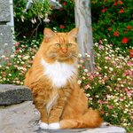 Photo by Beryl the MaineCoon Cat 😸😻 (@BerylFruitloop)