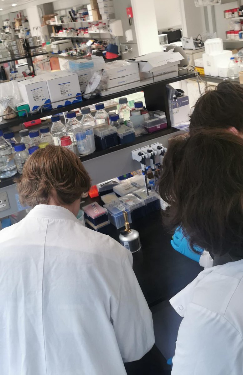 Tara McMorrow, PhD (@mcmorrowtara) on Twitter photo Delighted to host wonderful transition year students from <a href="/TerenureCollege/">Terenure College</a> and <a href="/wesleycollege/">Wesley College Dublin</a> this week <a href="/UCD_SBBS/">UCD SBBS</a> <a href="/UCD_Conway/">UCD Conway Institute</a> <a href="/ucddublin/">University College Dublin</a> 🙌 #TY Delighted to host wonderful transition year students from <a href="/TerenureCollege/">Terenure College</a> and <a href="/wesleycollege/">Wesley College Dublin</a> this week <a href="/UCD_SBBS/">UCD SBBS</a> <a href="/UCD_Conway/">UCD Conway Institute</a> <a href="/ucddublin/">University College Dublin</a> 🙌 #TY