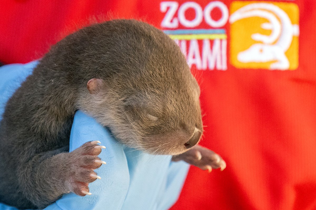 Here is your overdose of cuteness for the Valentine's Day weekend! On Wednesday, February 12th, three North American river otters were born at Zoo Miami! Today, they had their neonatal exam. Here are some images that I was able to capture of them!
