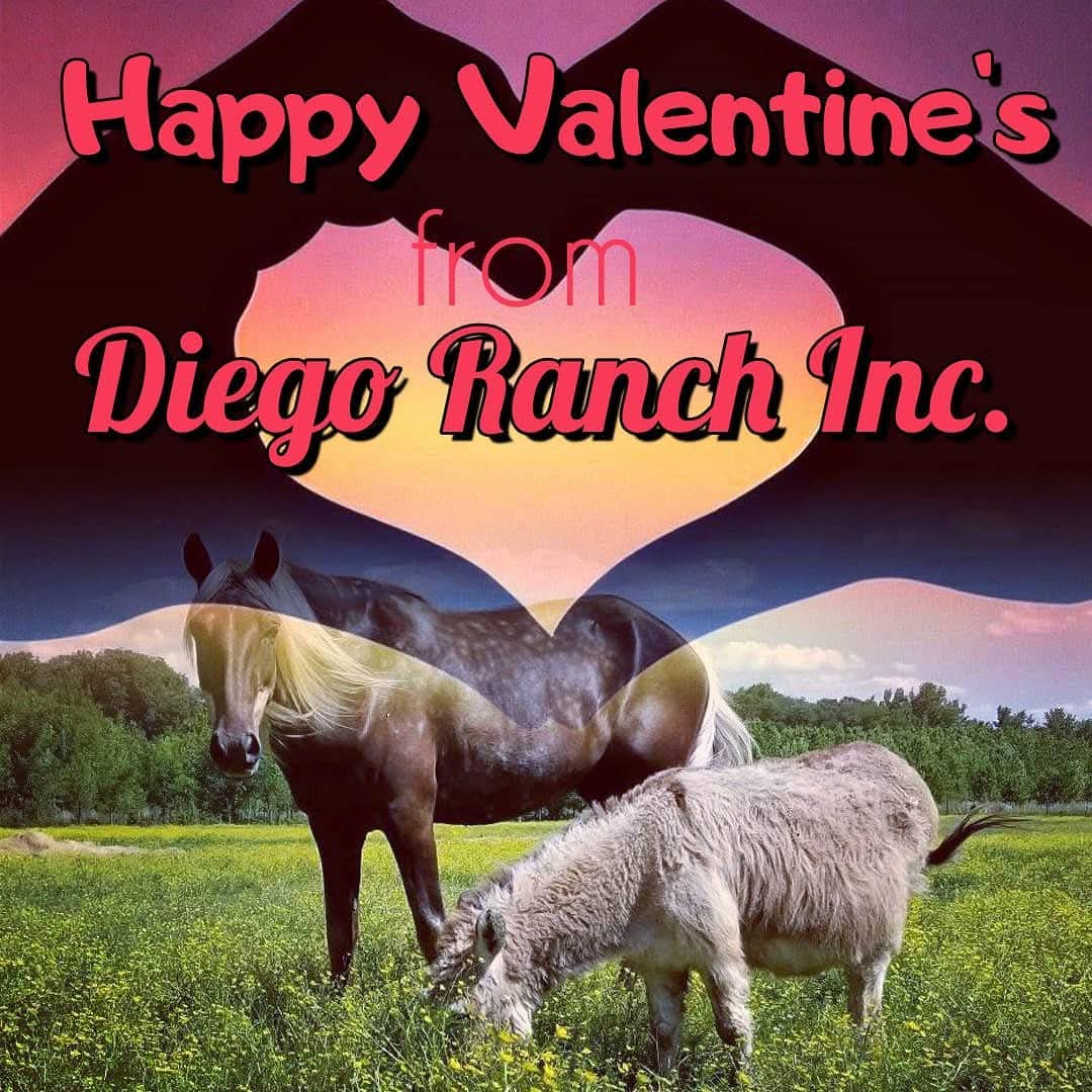 Diegoranchinc's tweet photo. Thank you to everyone who purchased a t shirt and shared our posts.  We went over our goal of 150 and reached 161. I can't thank everyone enough for sharing to buying a shirt. You guys and gals know how to put a smile on this cowboys face. We still have 2 days left if you would like to help a veteran and childrens program out. CLICK HERE 👉 https://t.co/agJaHQE1yC