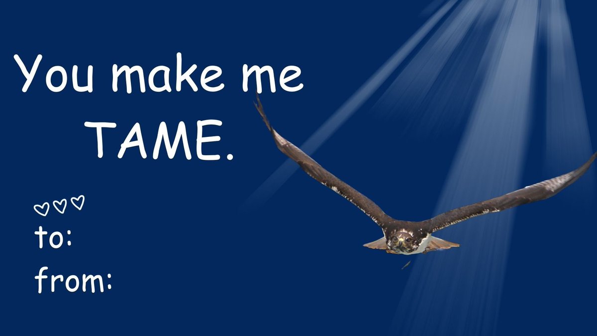 Taima the Hawk tweet media