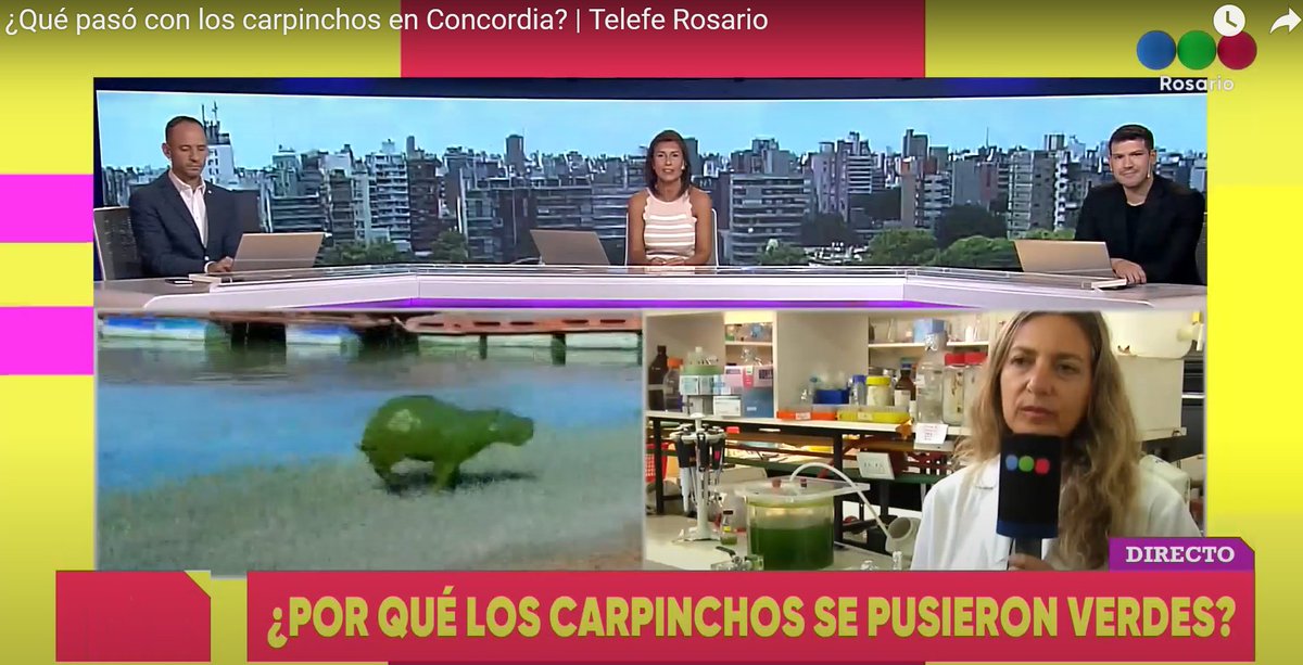 CEFOBI_CONICET's tweet image. #Carpinchosverdes #algas @CEFOBI_CONICET #cctRosario
Mas info 👇👇🔬🦠🎙️
youtube.com/watch?v=TVDqwc…