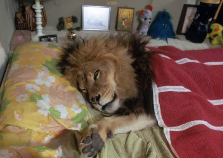 هل يمكن لنوع واحد من النمل أن يغير النظام الغدائي لملك الغابة ويجبره على المخاطرة ؟

الاجابة الصادمة ،نعم !!!
لكن كيف صارت برأيك؟