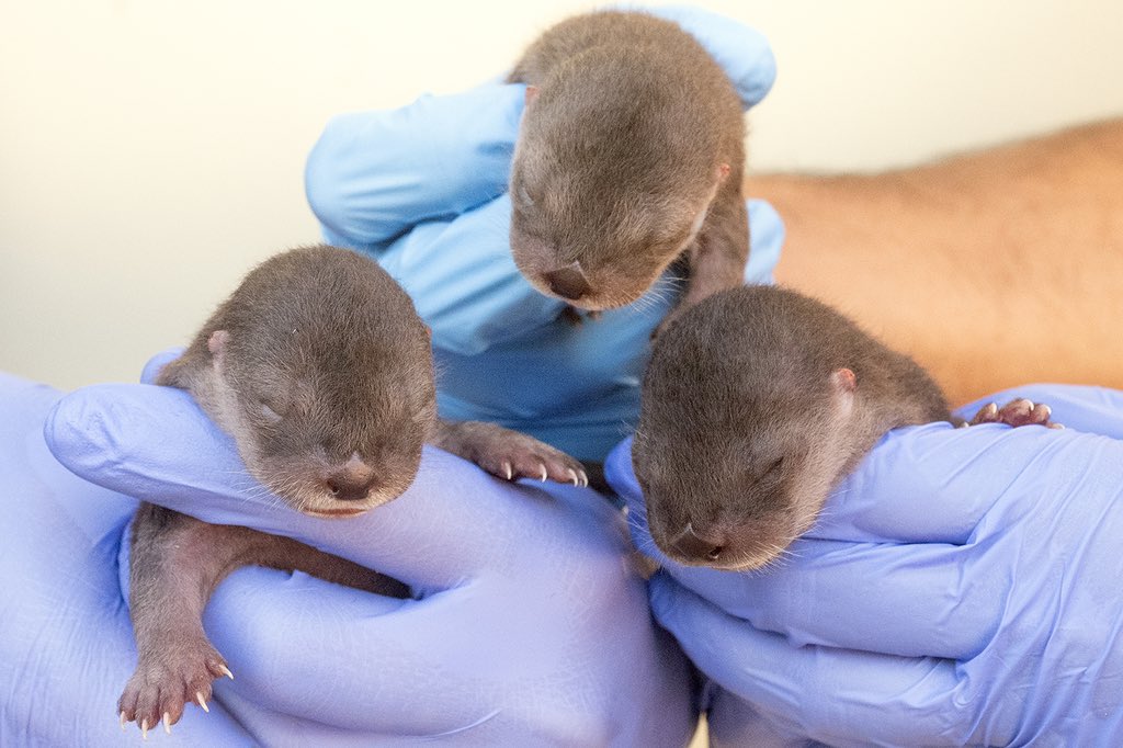 George Solis tweet media