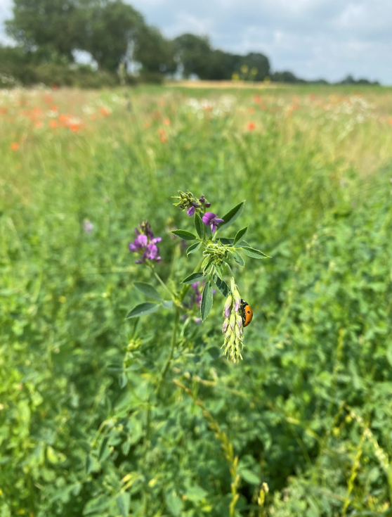 Institut für Agrar- und Stadtökologische Projekte tweet media