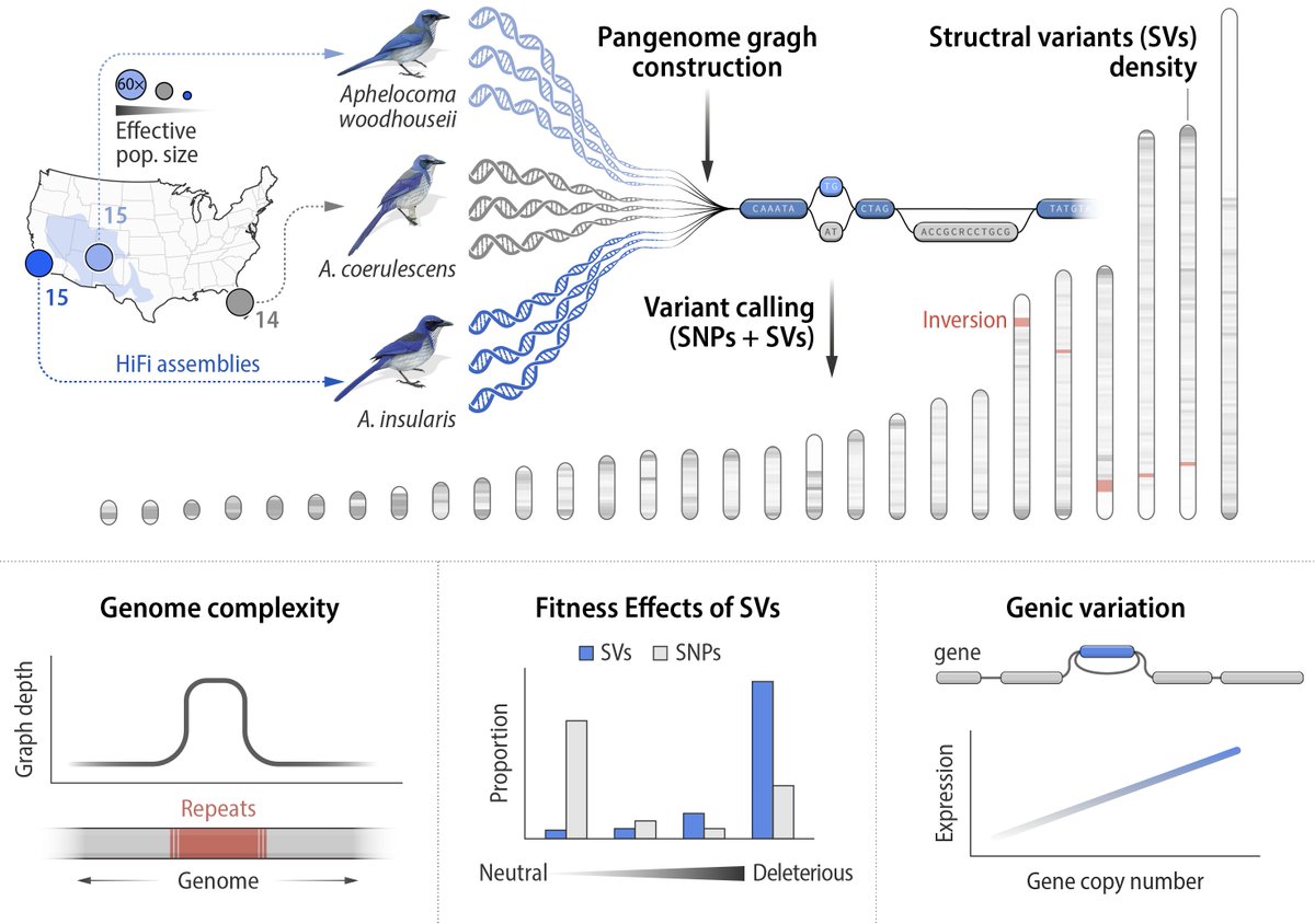 Bohao Fang (@fangbohao) on Twitter photo How do SVs, satellite DNA & gene content shape avian genome evolution? We analyzed 45 HiFi genomes across 3 Scrub-Jay species with distinct population sizes. Grateful to be on this incredible team led by <a href="/ScottVEdwards1/">Scott V Edwards</a>! "Comparative population pangenomes" biorxiv.org/content/10.110… How do SVs, satellite DNA & gene content shape avian genome evolution? We analyzed 45 HiFi genomes across 3 Scrub-Jay species with distinct population sizes. Grateful to be on this incredible team led by <a href="/ScottVEdwards1/">Scott V Edwards</a>! "Comparative population pangenomes" biorxiv.org/content/10.110…