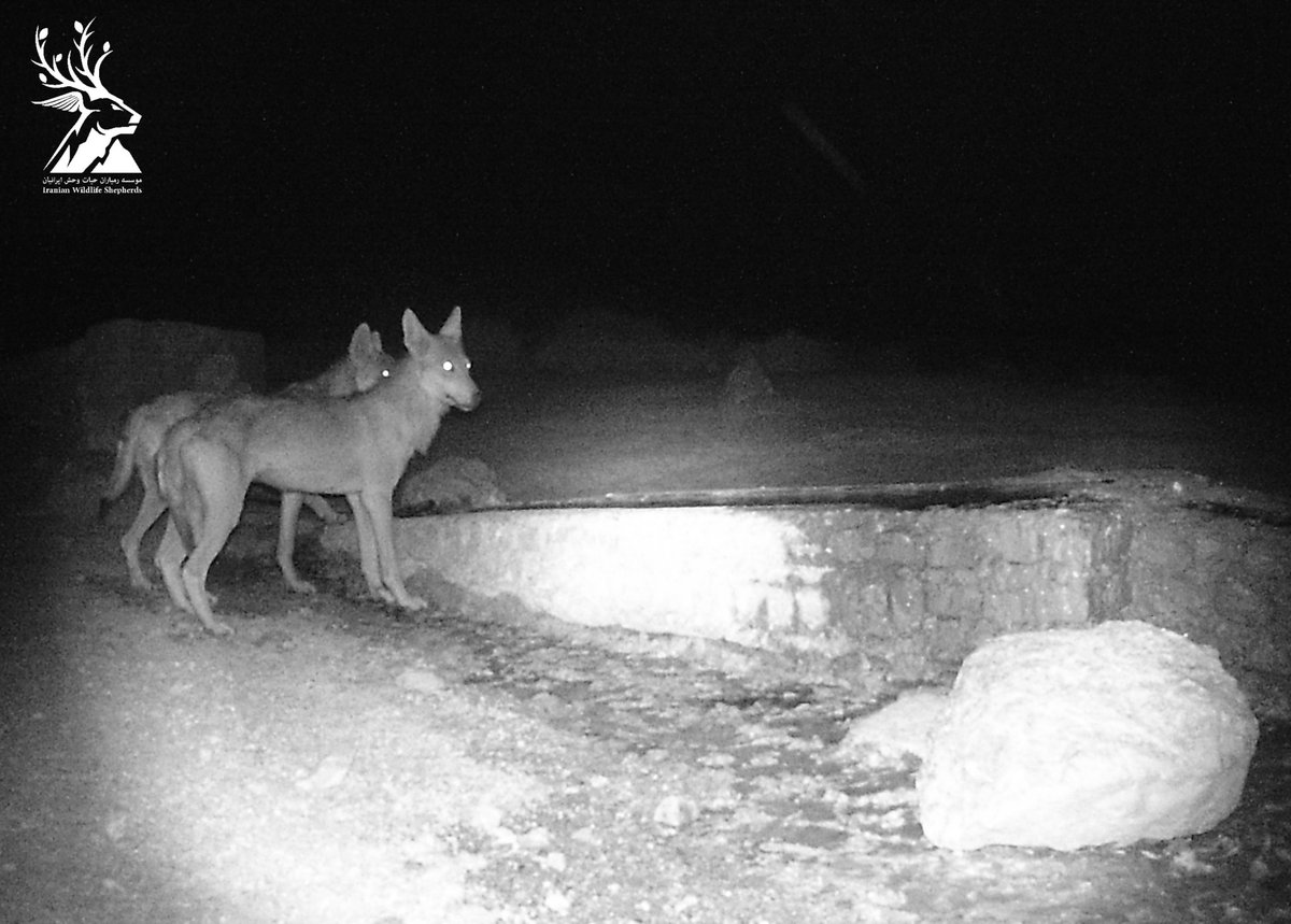 WildlifeIranian's tweet image. Happy belated Valentine&apos;s Day to #GreyWolves of #SaidvaaNationalPark.