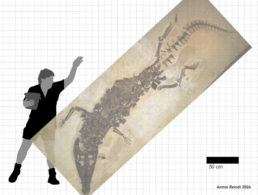ArminReindl's tweet photo. so I was scaling some specimen of Borealosuchus wilsoni for @JoschuaKnuppe and in the process found  TATE 2070, a specimen of B. sp. with an estimated skull length of ~70cm. Using that estimate and FMNH PR 1674 as a proxy, this would give an animal roughly this size: https://t.co/fwJzJX9l1c