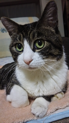 1960Cat's tweet photo. @famima_now 子猫の時、バイクにひき逃げされ下半身不随で倒れている彼を保護して16年間ずっと一緒でした
旅立って3年たちましたが
チーズ君は永遠に私のアイコンです
#印刷ならファミマ https://t.co/VwxaOdhq2X
