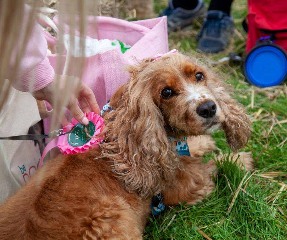 You have been asking us about DogFest tickets this week

We are not able to attend &amp; are looking for a alternative venue

Sadly the company that has taken over the event is involved in activities that do not align with our mission