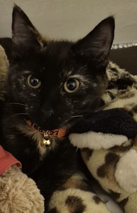danteandsam's tweet photo. New arrivals this week rescue kittens. Calico is Lyra and Tortie is Seffy. So cute and so much fun, feisty proper little cats 🐈‍⬛ 🐈😻 https://t.co/lVoxJjl3DP