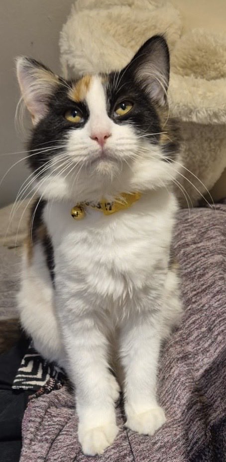danteandsam's tweet photo. New arrivals this week rescue kittens. Calico is Lyra and Tortie is Seffy. So cute and so much fun, feisty proper little cats 🐈‍⬛ 🐈😻 https://t.co/lVoxJjl3DP