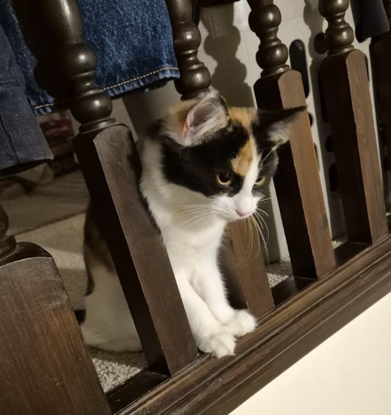 danteandsam's tweet photo. New arrivals this week rescue kittens. Calico is Lyra and Tortie is Seffy. So cute and so much fun, feisty proper little cats 🐈‍⬛ 🐈😻 https://t.co/lVoxJjl3DP