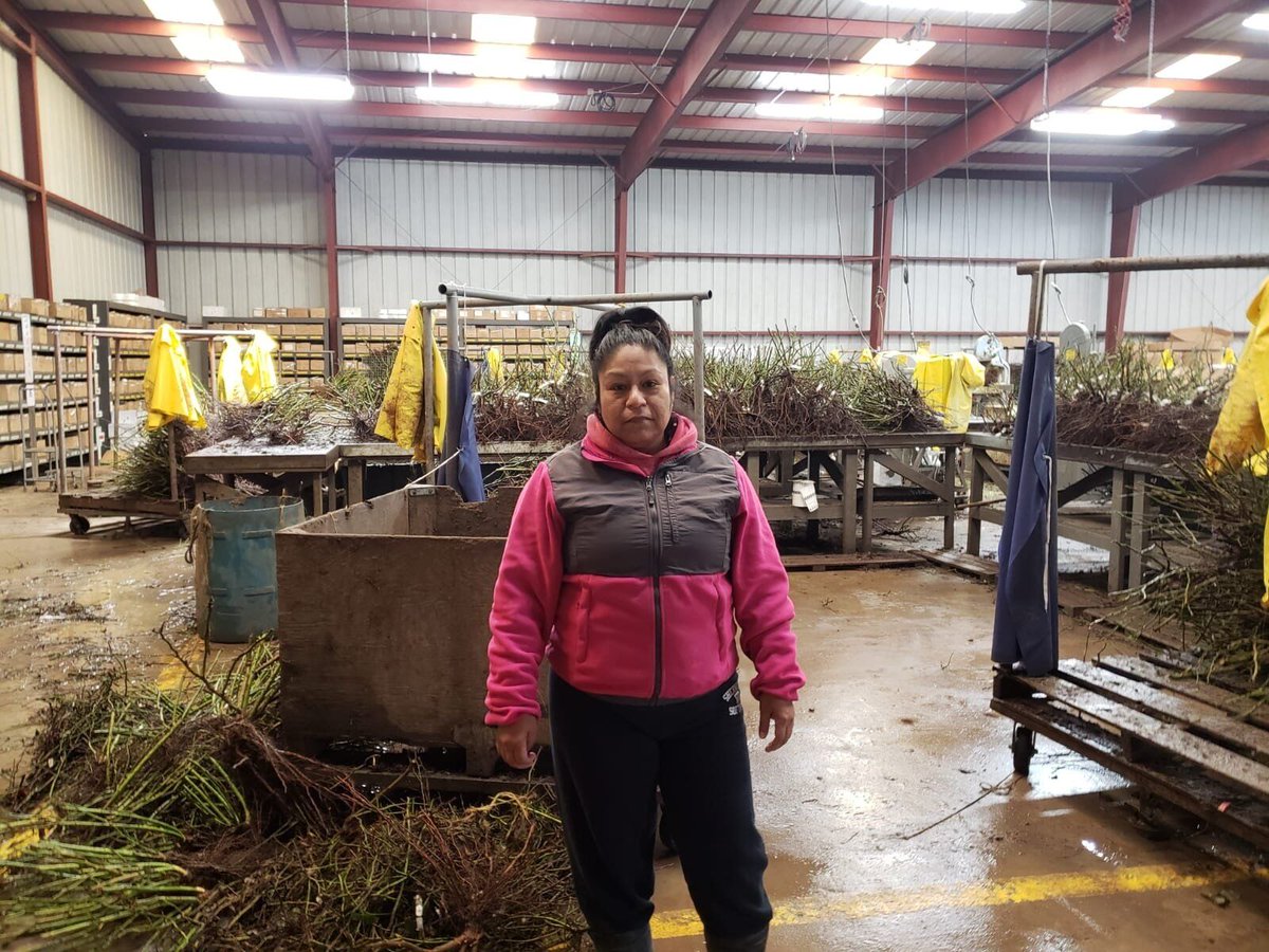 UFWupdates's tweet photo. When you think of roses on #ValentinesDay remember workers like Maria who work long hard hours growing the rose bushes that provide these beautiful blooms. Maria works at Star Roses under a UFW contract that provides great benefits. Thanks &amp; Happy Valentine's Day Maria #WeFeedYou https://t.co/wMFBQVOLih