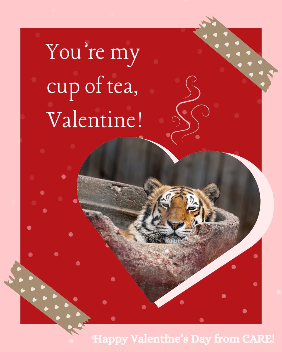 🐾💘 Will You Be Ours? 💘🐾

Happy Valentine’s Day from all of us at CARE! ❤️

Looking for a Valentine of your own? Consider an honorary adoption or sponsorship. 💞

💌  Visit our website to meet your perfect match!