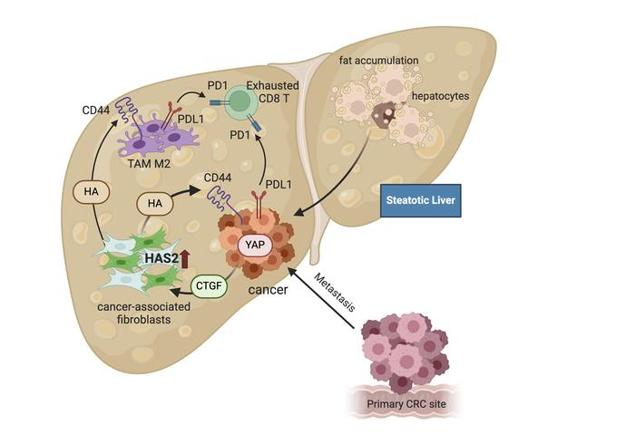 Hepatic Cell News (@hepaticcellnews) on Twitter photo New research out of Cedars-Sinai Medical Center demonstrated that steatotic liver modulated a fibrotic TME to enhance #metastatic cancer activity through a bidirectional regulation between CAFs and metastatic tumors. <a href="/jclinicalinvest/">Journal of Clinical Investigation</a>
🔁 bit.ly/4k2g4OT New research out of Cedars-Sinai Medical Center demonstrated that steatotic liver modulated a fibrotic TME to enhance #metastatic cancer activity through a bidirectional regulation between CAFs and metastatic tumors. <a href="/jclinicalinvest/">Journal of Clinical Investigation</a>
🔁 bit.ly/4k2g4OT