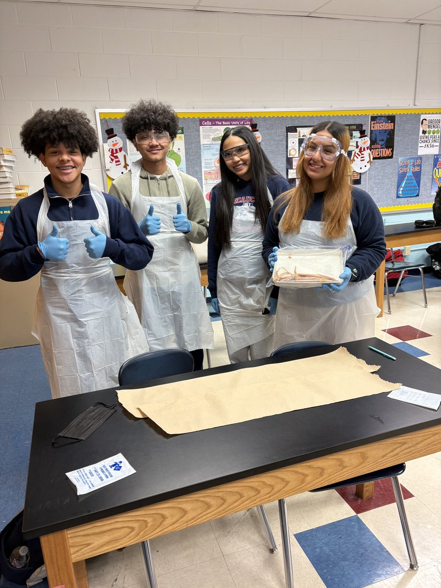 Squid dissection day in Zoology!