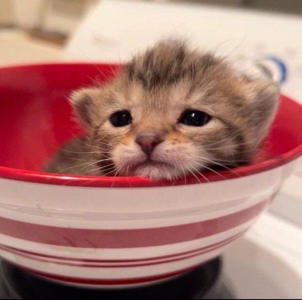 fefenorr's tweet image. véu e grinalda lua de mel, chuva de arroz e tudo depois dama de honra pega o buquê ninguém mais feliz que eu e você