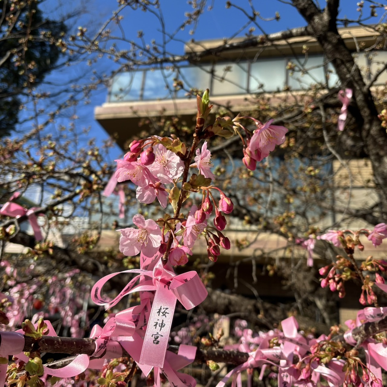 桜神様　22日 今年も桜神宮の紫陽花花手水が綺麗です☂️ 2025.06 #桜神宮