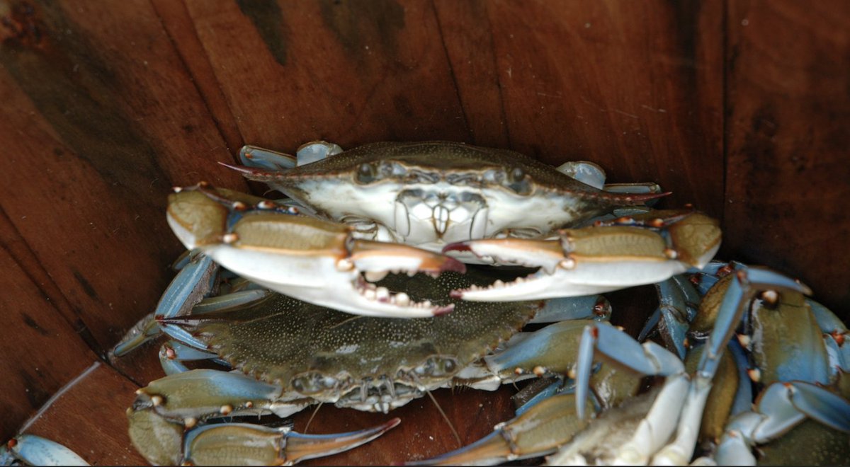 "Huge segments of the criminal justice reform movement are bleeding out, the air thick with the stench of decay and betrayal, and the wound is entirely self-inflicted. The mission of justice, equity, and restoration has been replaced by petty squabbles, territorialism, and a