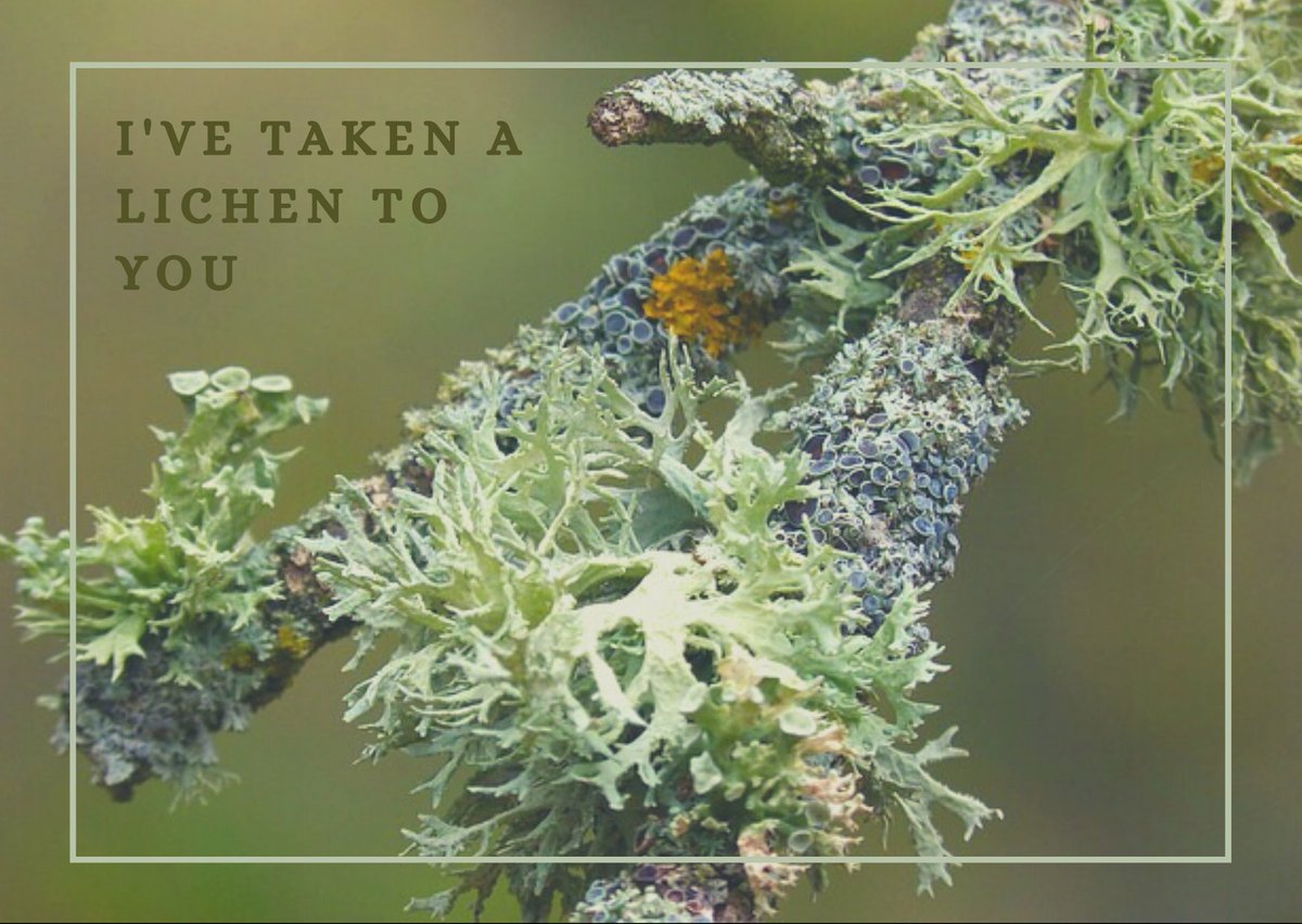 NNRGforests's tweet photo. We wood never miss a chance to share our favorite forestry puns—hope they spruce up your day! https://t.co/bVLuUQzp3A https://t.co/ZOOaWtavFh