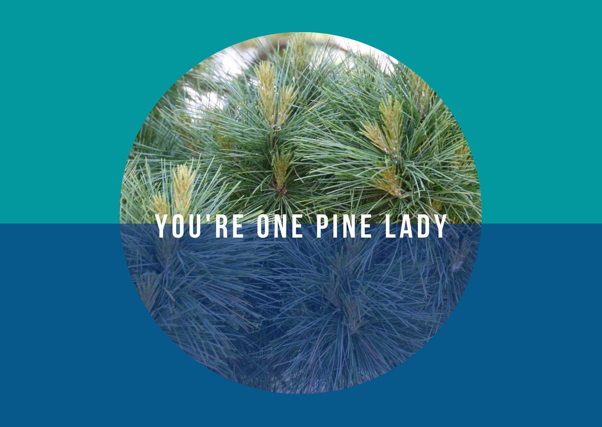 Northwest Natural Resource Group (@nnrgforests) on Twitter photo We wood never miss a chance to share our favorite forestry puns—hope they spruce up your day! nnrg.org/valentines-day… We wood never miss a chance to share our favorite forestry puns—hope they spruce up your day! nnrg.org/valentines-day…