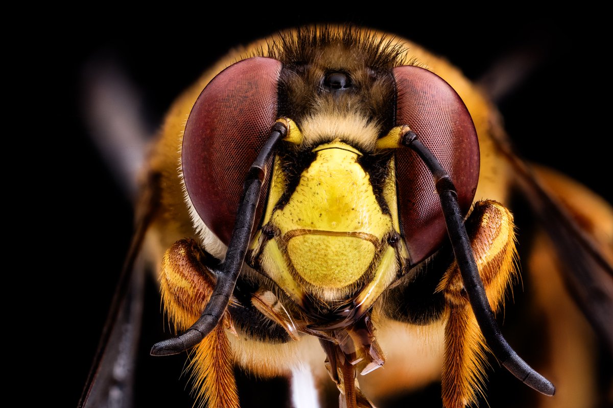 Centris Face.  In this case C. smithii Centris Face from St. Croix, Virgin Islands. Photo by Grace Schilling