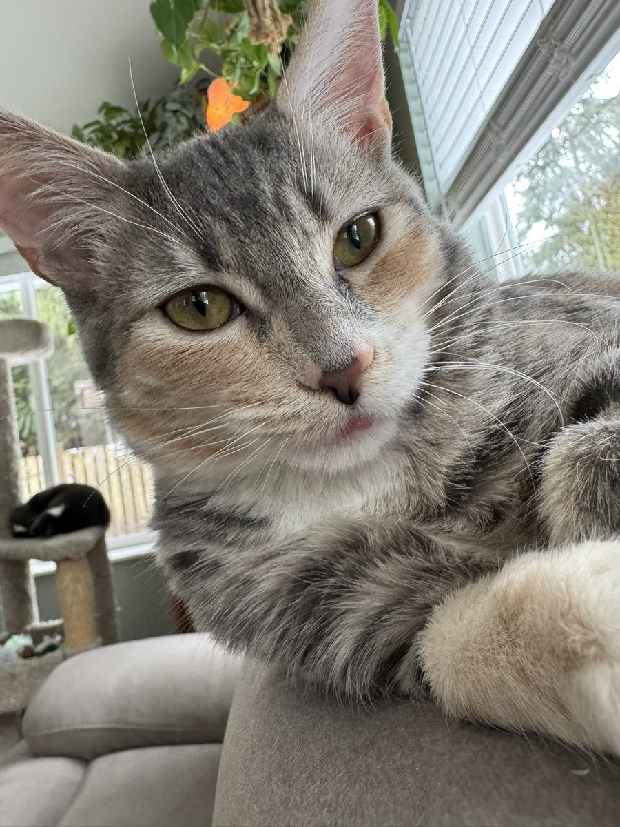 caturday2020's tweet photo. Queen of the Couch: Serving Looks and Attitude! 😽 

#Catsoftwitter #CatsOfX #MeowX #FelineFamous #XPets #WhiskerWednesday #PurrfectPose #CaturdayEveryday #CatVibes #PetsofX #CaturdayEve https://t.co/jPAWR41svg