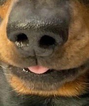 💖 (@twaniimals) on Twitter photo 