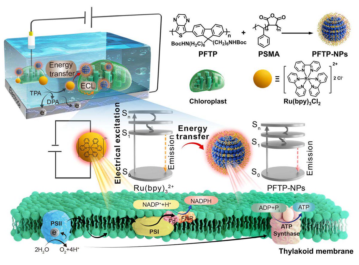 Chinese Chemical Society (CCS) (@chinesechemsoc) on Twitter photo .<a href="/CCSChemistry/">CCS Chemistry</a> Article Highlight: Electrochemiluminescence-Driven Chloroplast Photosynthesis with Conjugated Polymers
Click to read: chinesechemsoc.org/do/10.5555/6d2…
#chemistry #openaccess #science #chemtwitter .<a href="/CCSChemistry/">CCS Chemistry</a> Article Highlight: Electrochemiluminescence-Driven Chloroplast Photosynthesis with Conjugated Polymers
Click to read: chinesechemsoc.org/do/10.5555/6d2…
#chemistry #openaccess #science #chemtwitter