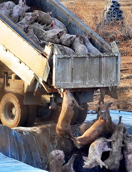 Years ago I was shocked by images like this of Korean farmers burying pigs alive during an FMD outbreak. 

Right now, US egg factory farms are killing millions of animals by an even crueler method: baking them alive.

Brooke Rollins could end this with the stroke of a pen.
