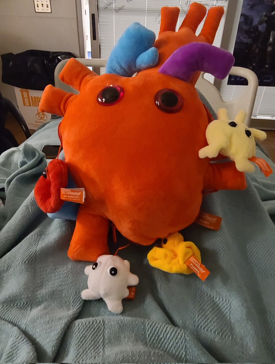 One of my doctors gave me this plushie of heart today for having a such strong heart!! IT'S SO CUTE!! It got lil platelets, red blood cells, white blood cells, and plasma that can pop out!
