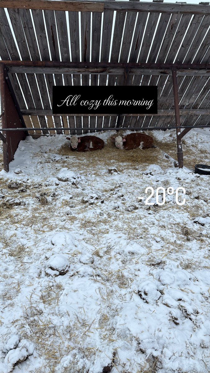 Jill Burkhardt (@crookedlakecows) on Twitter photo 