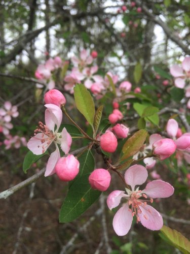 mjslarkin's tweet photo. Gente, que box feio!
Que coisa feia!
Em compensação, a edição unitária de crepúsculo está belíssima.
São flores malus angustifolia, de macieiras! https://t.co/KVPg0TMvjW