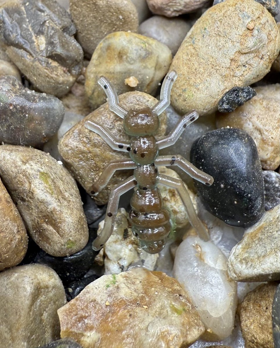 BlantonsBaits's tweet photo. ANTS! #fish #fishing #fishtok #crappie #crappiefishing #bluegill #bluegillfishing #perch #perchfishing #panfish #panfishing #customlures #softplastics #smallbusiness #softplasticbaits #softplasticlures #fishinglife #lures #ants #insects #insect https://t.co/1ZcJNqice4