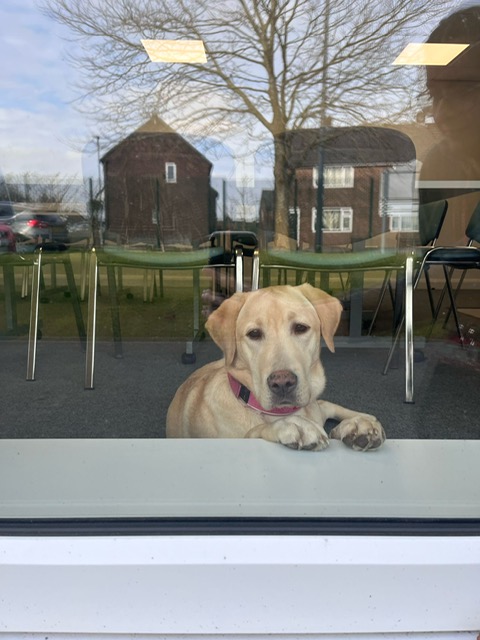 So proud of our school and our pupils this term. Their attitude and maturity blew me away today when they were asking questions of our MP <a href="/joshsimonsmp/">Josh Simons MP</a> Olive has had a great half term too. She's 9 months now and is still learning, but she is already aware of her important job 🐶
