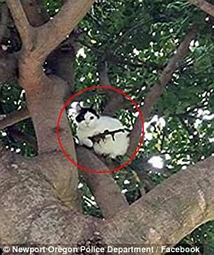 This account is ran by <a href="/jimtalbot/">jim</a> expect shit posts