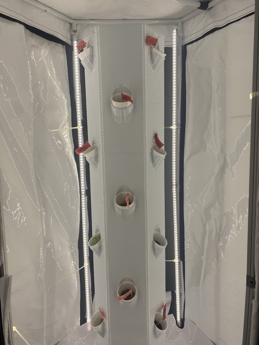 Rosey Herrada (@rose_stems) on Twitter photo 1st graders <a href="/NISDBraunStat/">Braun Station Elem.</a> are GROWING in their careers as environmental engineers! Thanks to <a href="/nisdnef/">Northside Education Foundation (NEF)</a> for our hydroponic tower! Can’t wait to have a salad bar with these kiddos! #welearntogether #lettuce 1st graders <a href="/NISDBraunStat/">Braun Station Elem.</a> are GROWING in their careers as environmental engineers! Thanks to <a href="/nisdnef/">Northside Education Foundation (NEF)</a> for our hydroponic tower! Can’t wait to have a salad bar with these kiddos! #welearntogether #lettuce