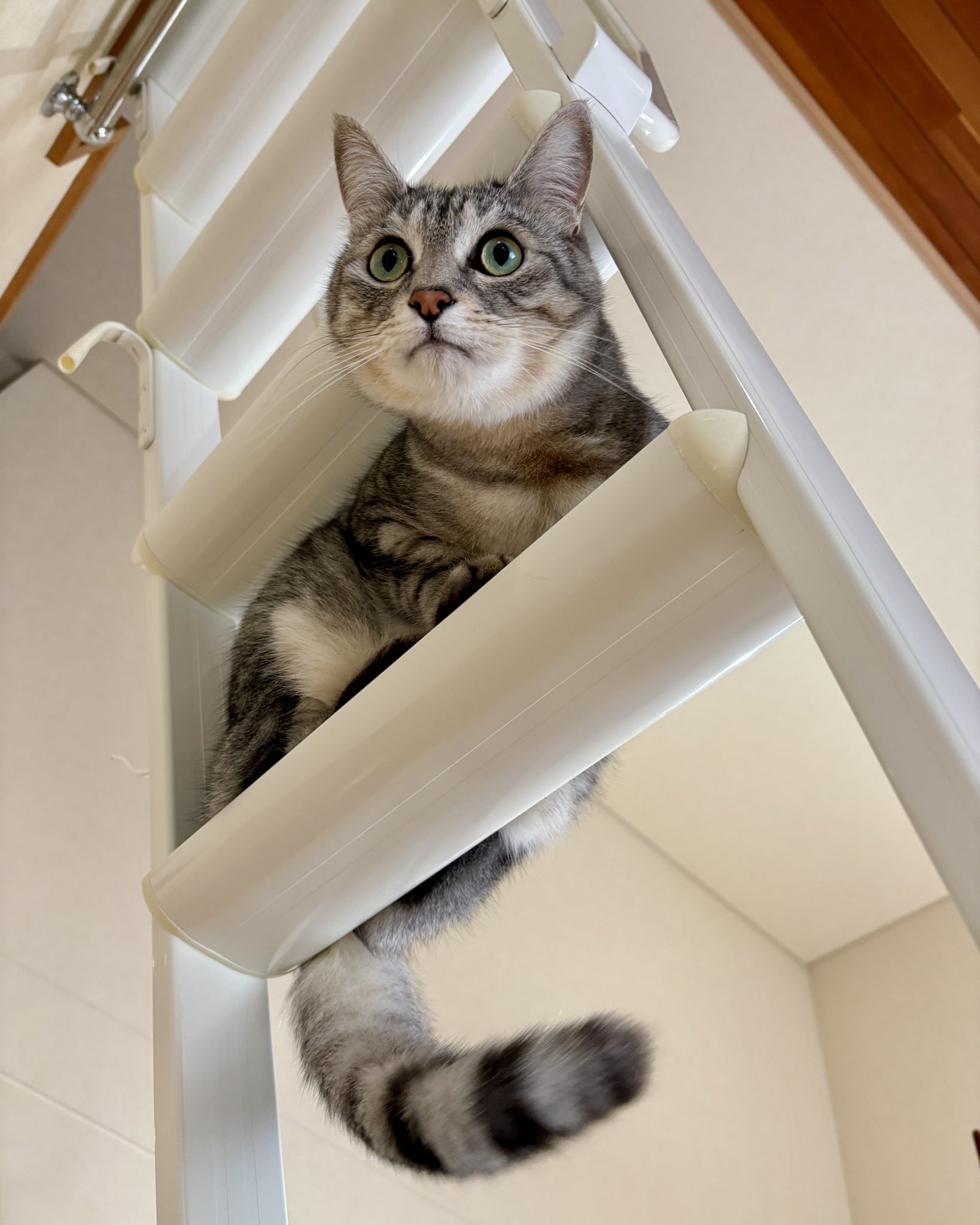 ⭐︎りんりん⭐︎ 100DaysSavingChallengeBox　肉球 ⭐︎りんりん⭐︎ 100DaysSavingChallengeBox 肉球 spinning cat
