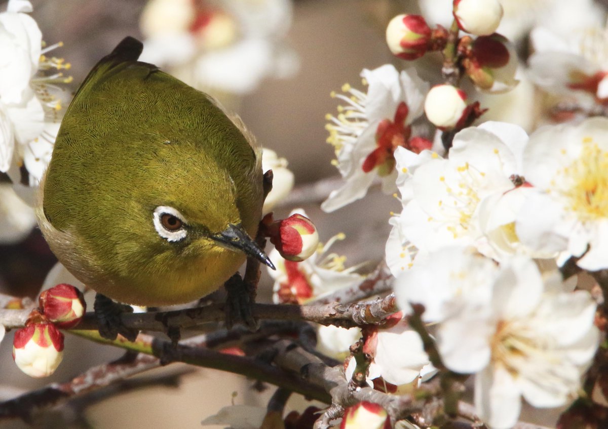 hiroshisj's tweet photo. 梅の枝にやって来たメジロたち。「次はどの花にしようかな」と、きょろきょろ周りを見ています(◉Θ◉) https://t.co/NPeJ4f0y3J