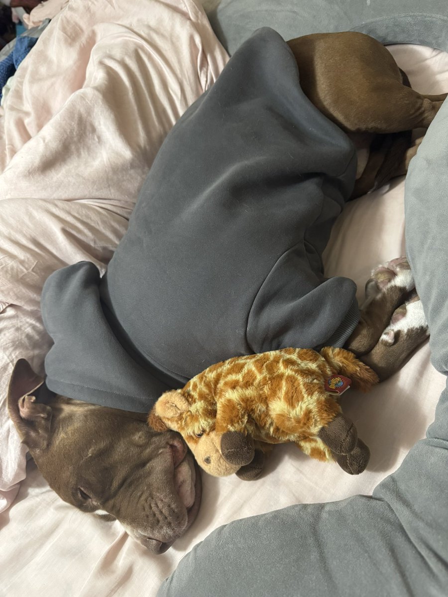 brittanierae's tweet photo. Follow our crystal shop @revivednbitter on insta &amp; @revived.n.bitter on TikTok so I can feed my dog extra treats https://t.co/Ci9jzB8Ljs