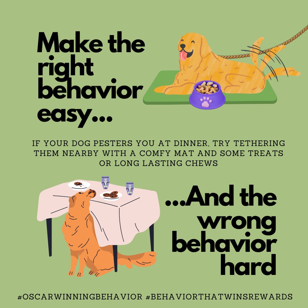 OscarWinning's tweet image. Need Phideaux to give you a break during the romantic dinner you have planned tonight? A tether (or baby gate) and a great long-lasting treat can give you some time to enjoy your meal without being pestered. #DogBehavior #Managamentisntcheating #BehaviorThatWinsRewards