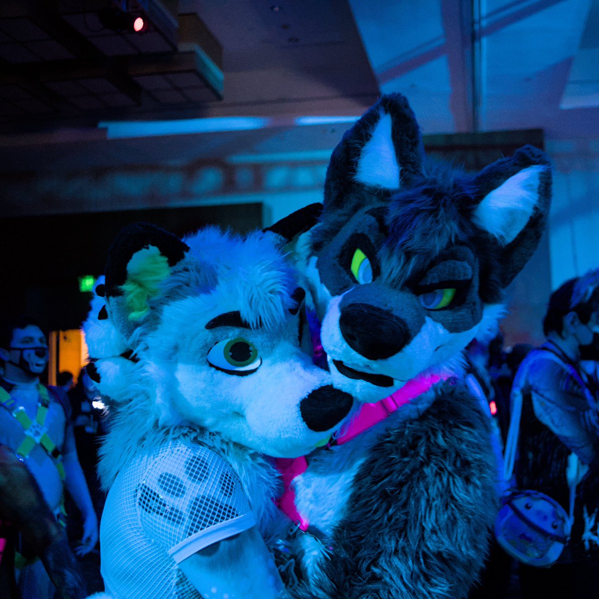 Mahikan OwO c'est quoi ça? 🔜 CanFu/Furrydelphia (@sneetys) on Twitter photo Oh damn, it’s #FursuitFriday and I haven’t FursuitFridayted yet D:
Yet another one(well, this time 4) from <a href="/DFrankenstein90/">drfrankenstein.bsky.social</a> of <a href="/DerpyCyanHusky/">✨️ SpecterTheHusky ✨️</a> and I 👀 Oh damn, it’s #FursuitFriday and I haven’t FursuitFridayted yet D:
Yet another one(well, this time 4) from <a href="/DFrankenstein90/">drfrankenstein.bsky.social</a> of <a href="/DerpyCyanHusky/">✨️ SpecterTheHusky ✨️</a> and I 👀