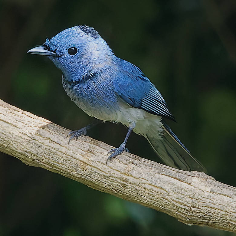 vafaned's tweet image. Back home from the bird hide  in Bang Pu.

 One gorgeous #male Black-naped Monarch visited me and I could get a photo.

 #BirdsSeenIn2025 #birds #birding #birdphotography #BirdsofX #NaturePhotography
