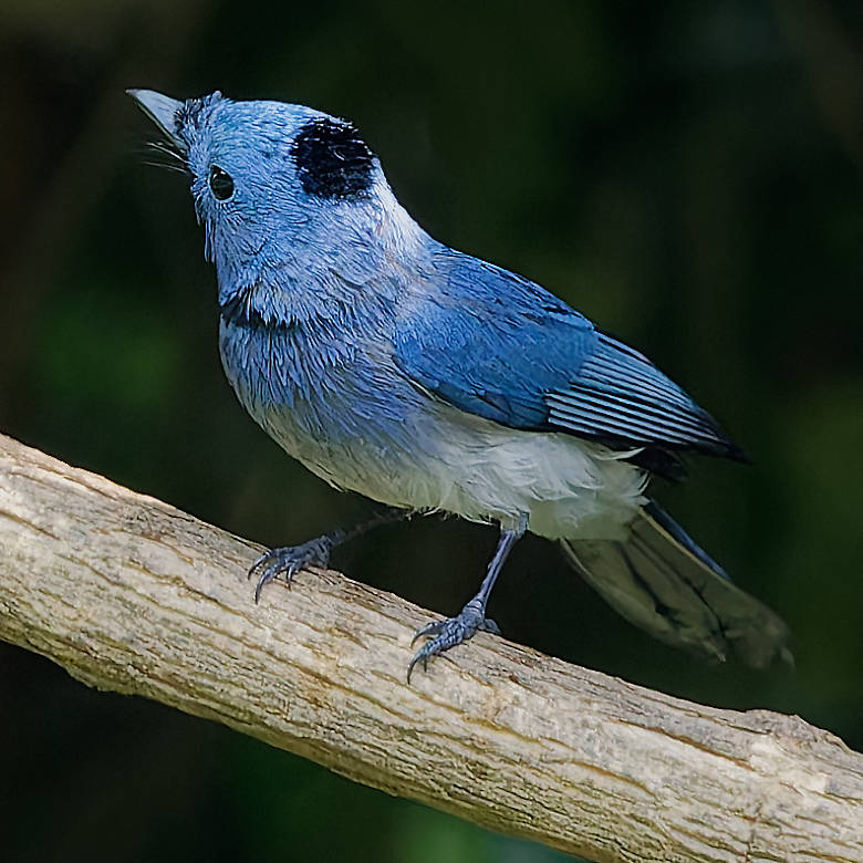 vafaned's tweet image. Back home from the bird hide  in Bang Pu.

 One gorgeous #male Black-naped Monarch visited me and I could get a photo.

 #BirdsSeenIn2025 #birds #birding #birdphotography #BirdsofX #NaturePhotography